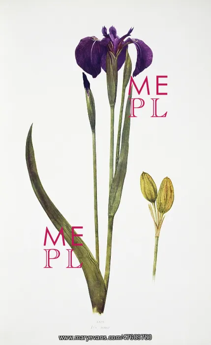  : Iris setosa, blue flag