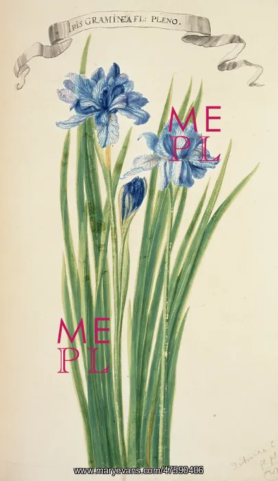 : Iris sibirica, Siberian iris : Iris sibirica, Siberian iris