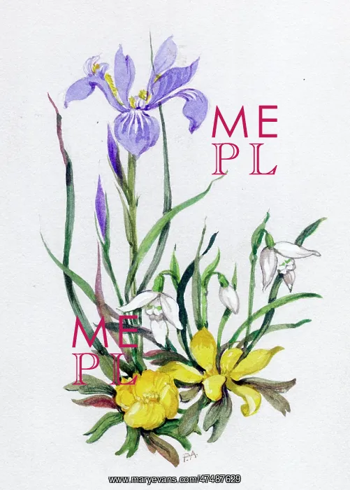  : Iris, snowdrops and aconites