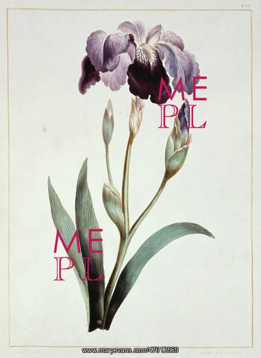 : Iris sp, blue iris : Iris sp, blue iris