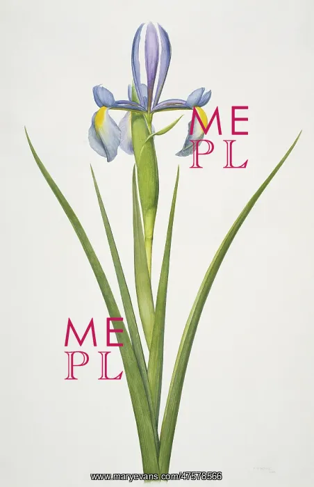 : Iris sp. iris : Iris sp. iris