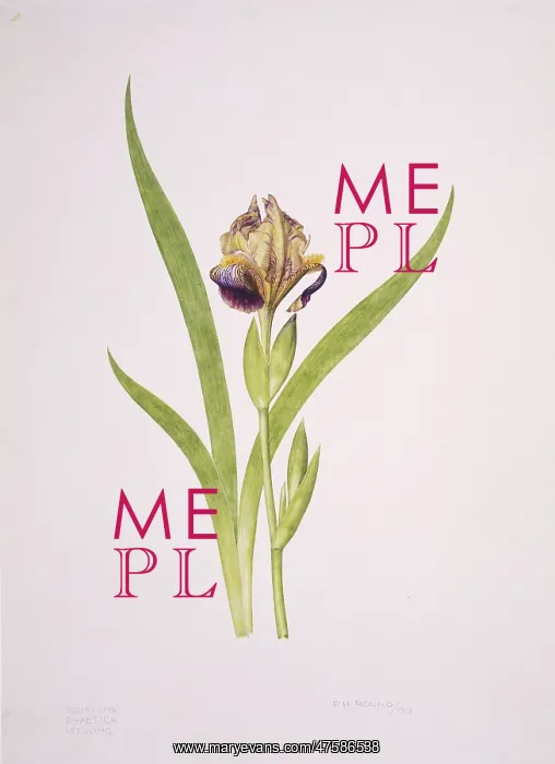 : Iris sp. iris : Iris sp. iris