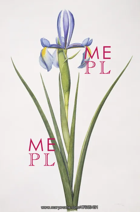 : Iris sp. iris : Iris sp. iris