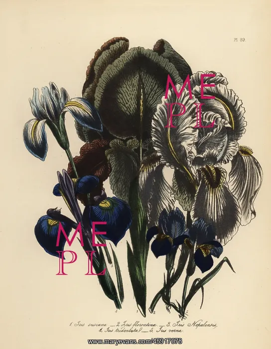 : Iris species : Iris species
