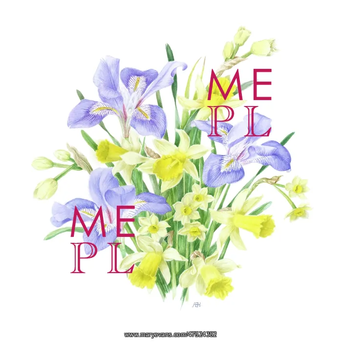  : Iris Stylosa (3) with Daffodils