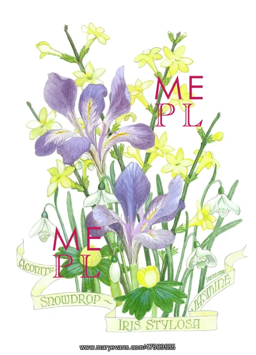 : Iris Stylosa, Jessamine, Snowdrops & Aconites : Iris Stylosa, Jessamine, Snowdrops & Aconites