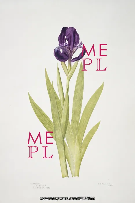 : Iris subbiflora, bearded iris : Iris subbiflora, bearded iris