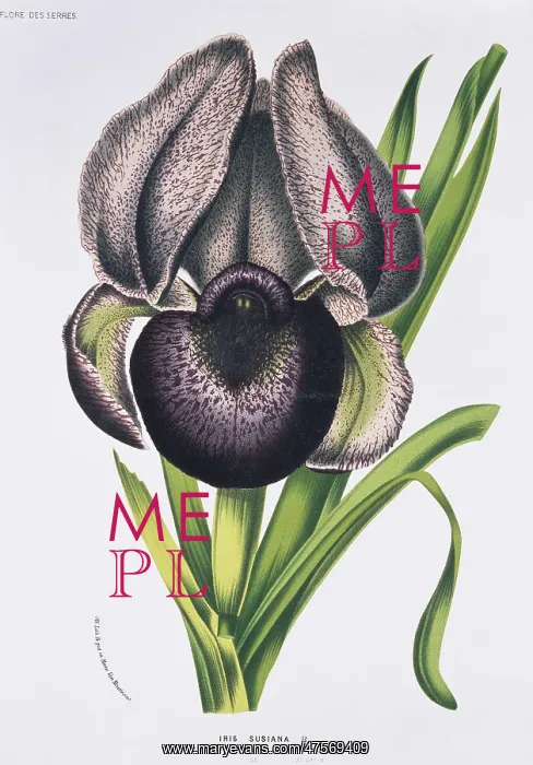 : Iris susiana, mourning iris : Iris susiana, mourning iris