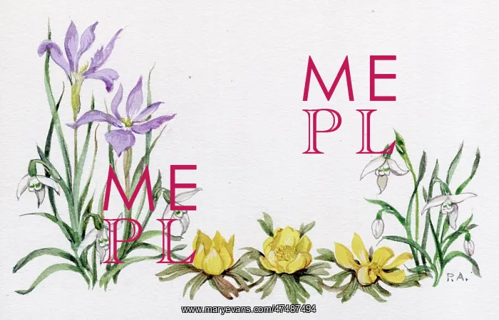  : Iris Sylosa, snowdrops and winter aconites