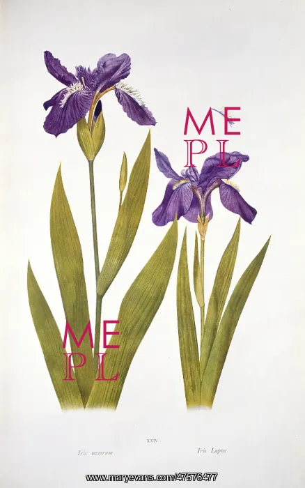 : Iris tectorum Maxim. wild iris : Iris tectorum Maxim. wild iris