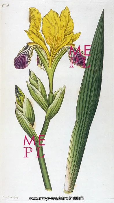 : Iris Variegata or Variegated Iris : Iris Variegata or Variegated Iris