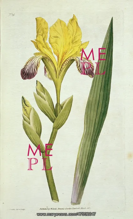 : Iris variegata, variegated iris : Iris variegata, variegated iris