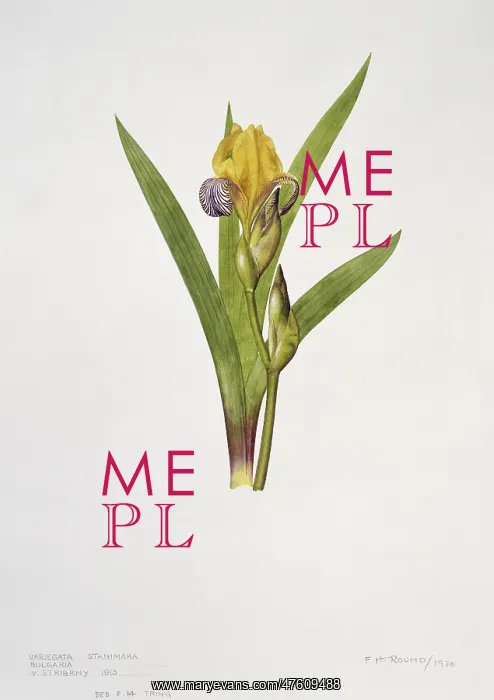 : Iris variegata, variegated iris : Iris variegata, variegated iris
