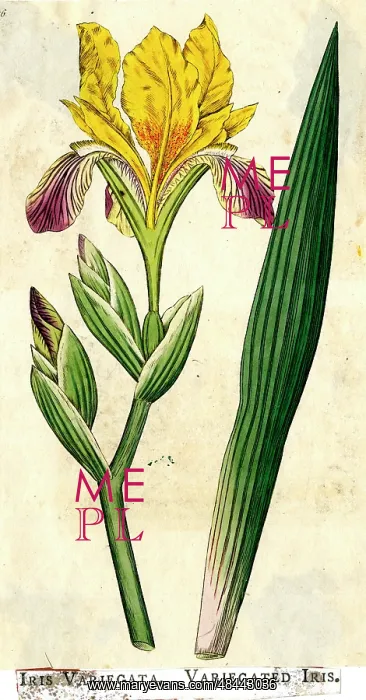  : Iris Variegata, Variegated Iris