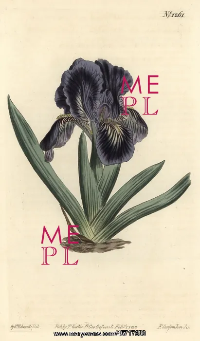 : Iris x binata : Iris x binata