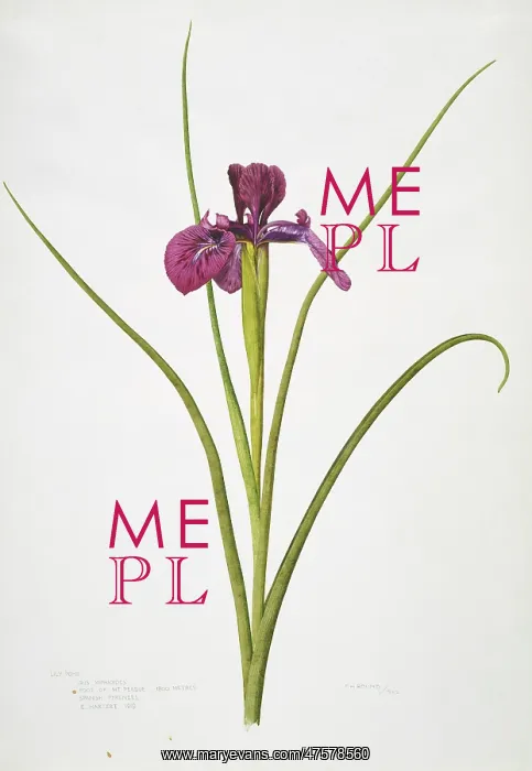 : Iris xiphioides, bulbous iris : Iris xiphioides, bulbous iris