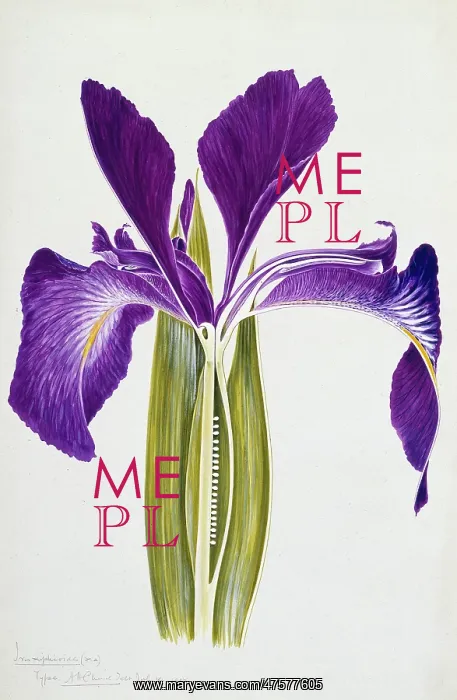 : Iris xiphioides, English Iris : Iris xiphioides, English Iris