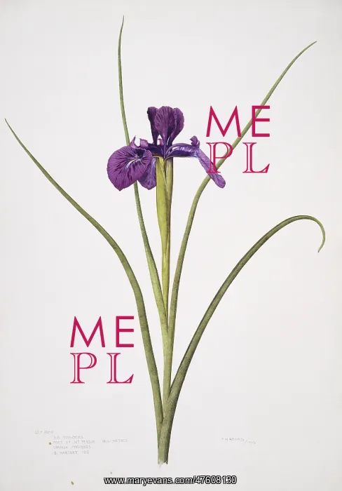 : Iris xiphioides, English iris : Iris xiphioides, English iris
