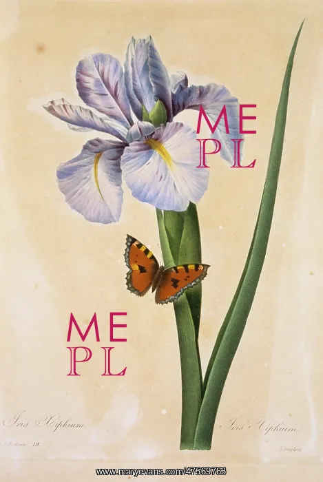 : Iris xiphium, Spanish iris : Iris xiphium, Spanish iris