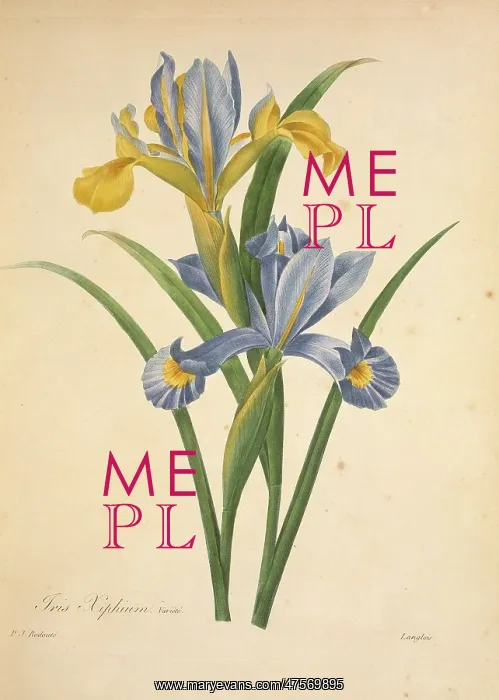 : Iris xiphium, Spanish iris : Iris xiphium, Spanish iris