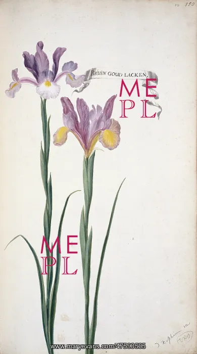 : Iris xiphium, Spanish iris : Iris xiphium, Spanish iris