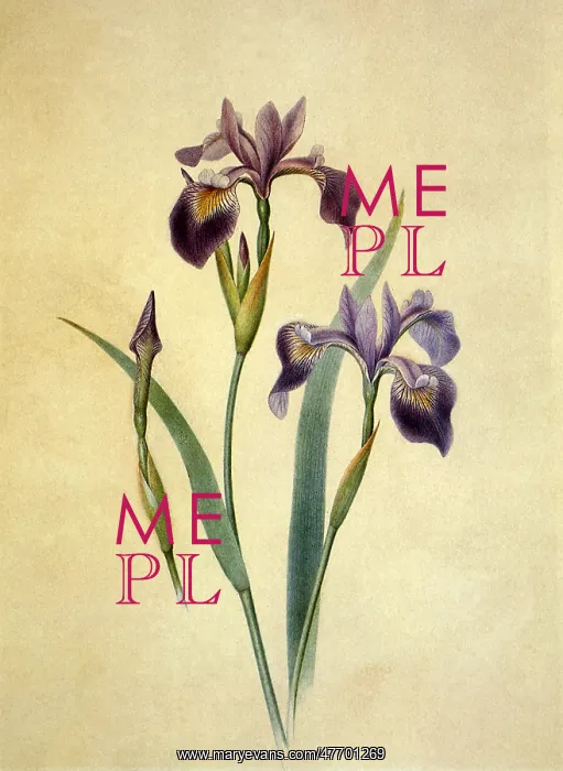  : Irises