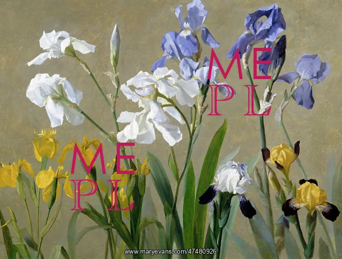 : Irises ' blue, white and yellow irises : Irises ' blue, white and yellow irises