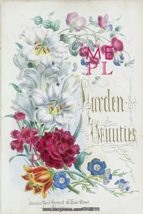 : Irises carnations, tulip and other flowers : Irises carnations, tulip and other flowers