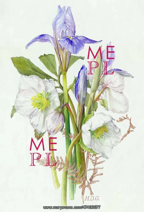  : Irises and Christmas Roses