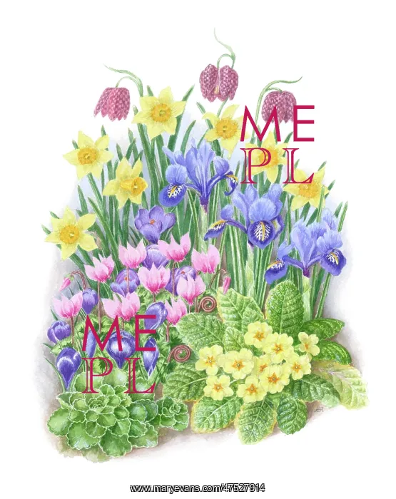 : Irises, Daffodils, Crocuses, primulas : Irises, Daffodils, Crocuses, primulas