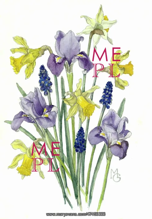  : Irises, Daffodils and Grape Hyacinths