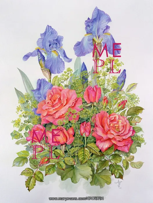  : Irises, Roses and Lady's Mantle