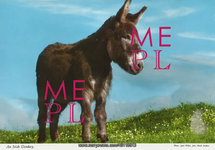 : An Irish donkey : An Irish donkey