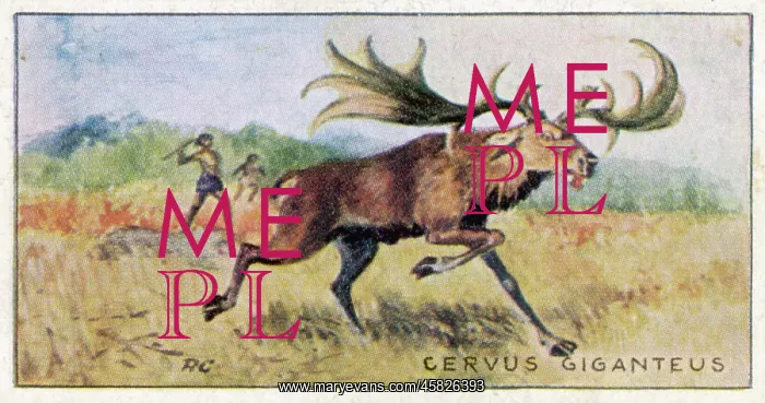 : IRISH ELK - MEGALOCEROS : IRISH ELK - MEGALOCEROS