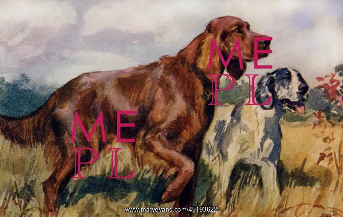 : Irish & English Setters : Irish & English Setters