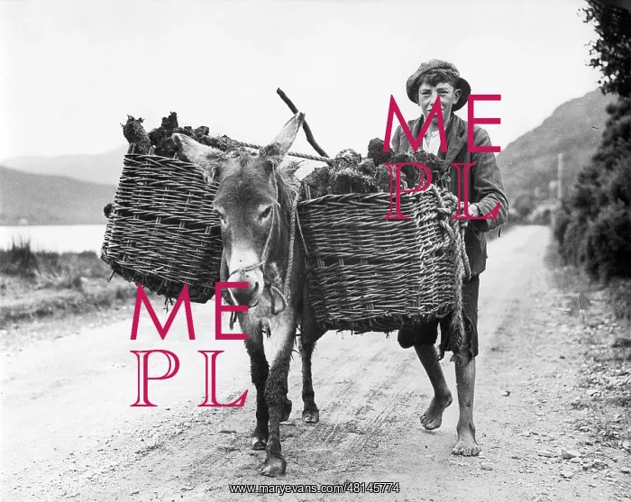 : Irish farm boy, 1938 : Irish farm boy, 1938