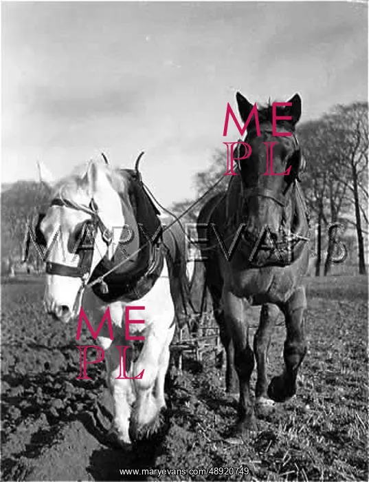 : IRISH FARM HORSES : IRISH FARM HORSES