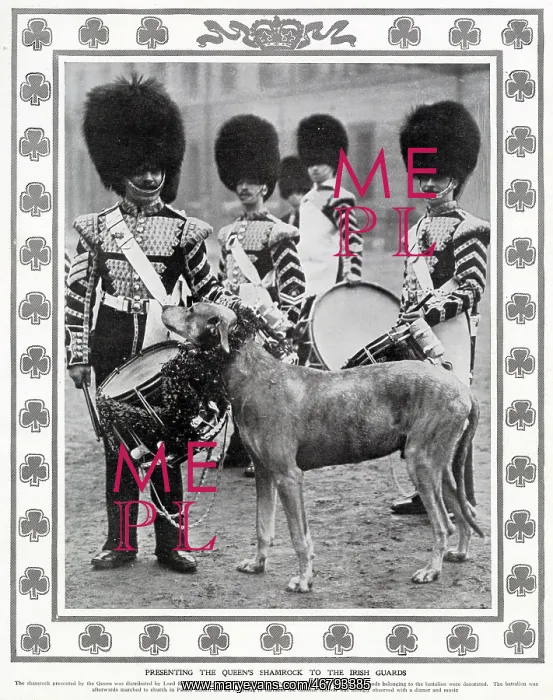 : Irish Guards Mascot : Irish Guards Mascot