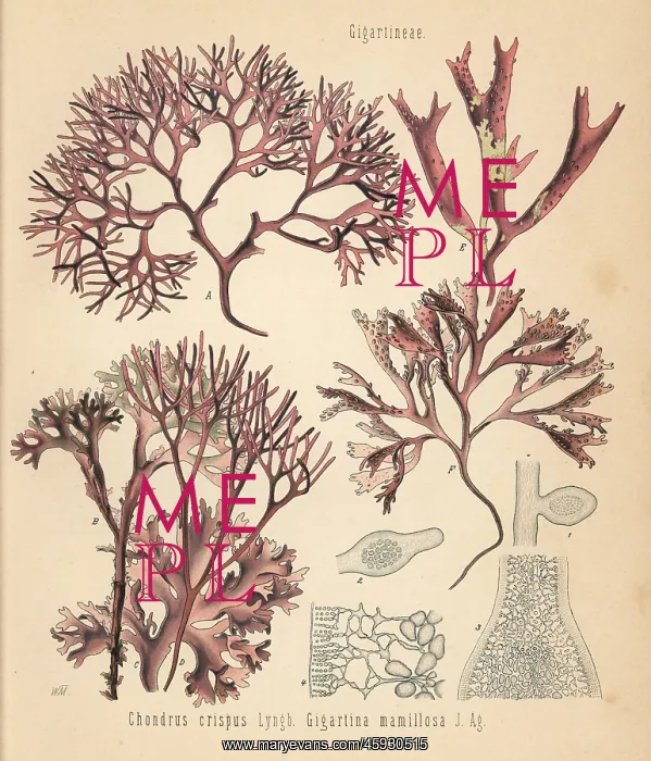 : Irish moss and false Irish moss : Irish moss and false Irish moss