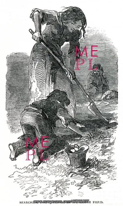 : Irish Potato Famine : Irish Potato Famine