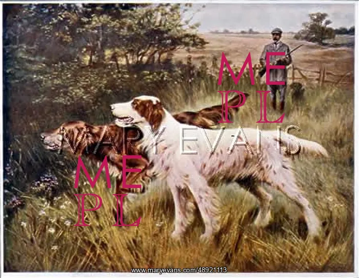 : IRISH R+W SETTER (BLINKS : IRISH R+W SETTER (BLINKS