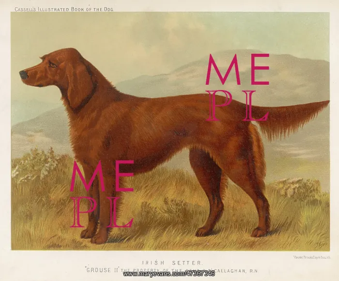  : IRISH SETTER (SHAW)