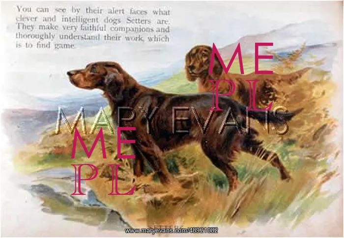  : IRISH SETTERS (ANON)