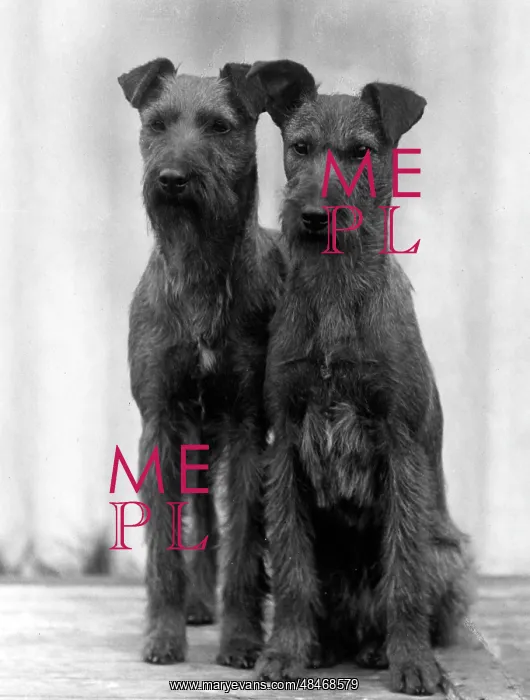 : Irish terriers 1938 : Irish terriers 1938
