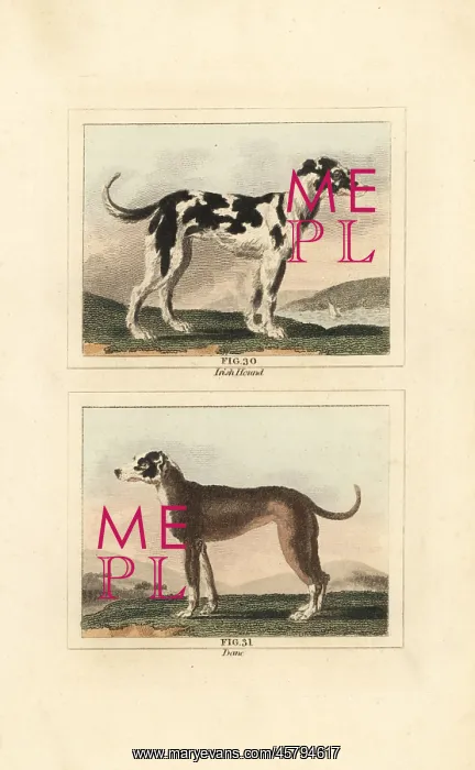 : Irish wolf hound and Great Dane : Irish wolf hound and Great Dane