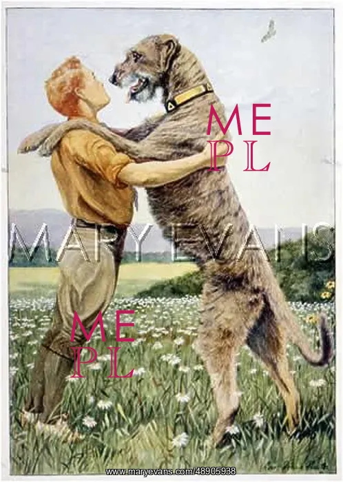 : IRISH WOLFHOUND AND MAN : IRISH WOLFHOUND AND MAN