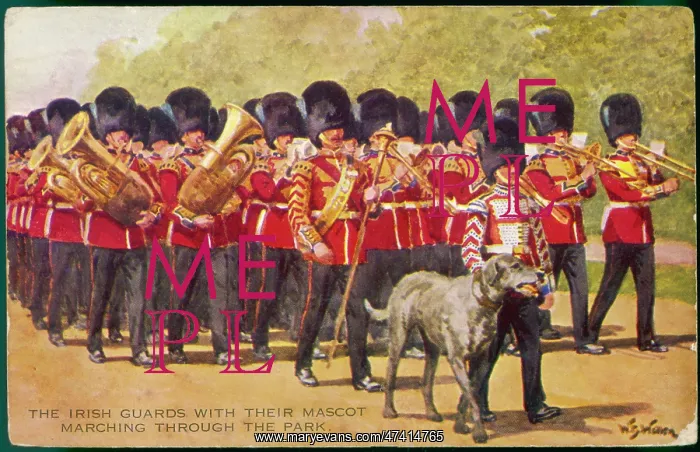 : Irish Wolfhound Mascot : Irish Wolfhound Mascot