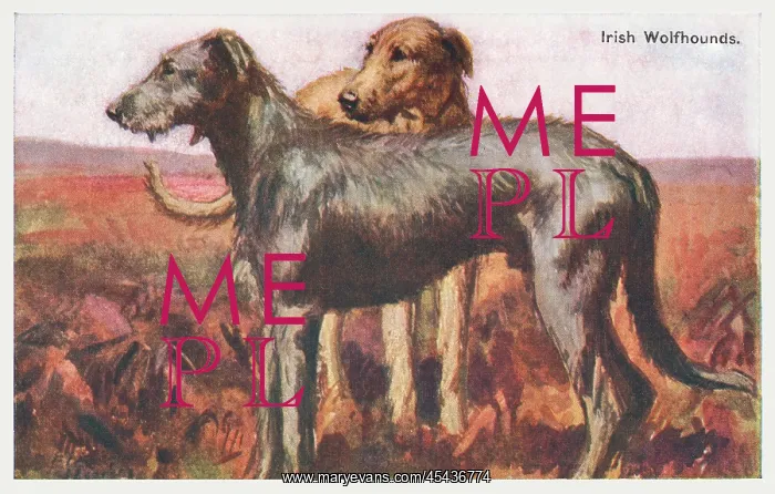 : Irish Wolfhounds : Irish Wolfhounds