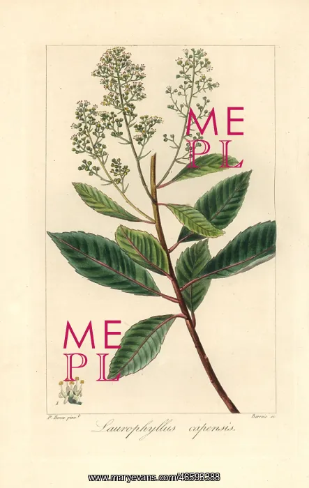 : Iron martin, Laurophyllus capensis, native of South Africa : Iron martin, Laurophyllus capensis, native of South Africa