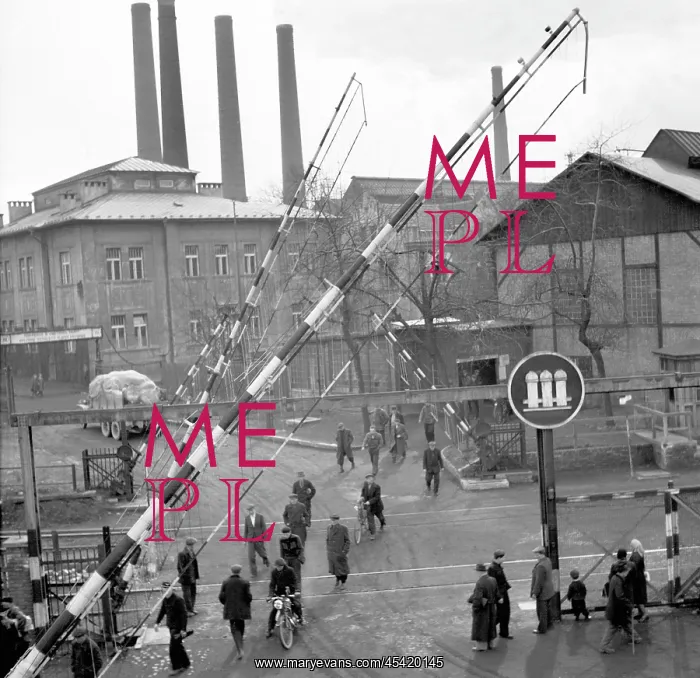 : Iron plant : Iron plant